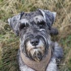 Miniature Schnauzer