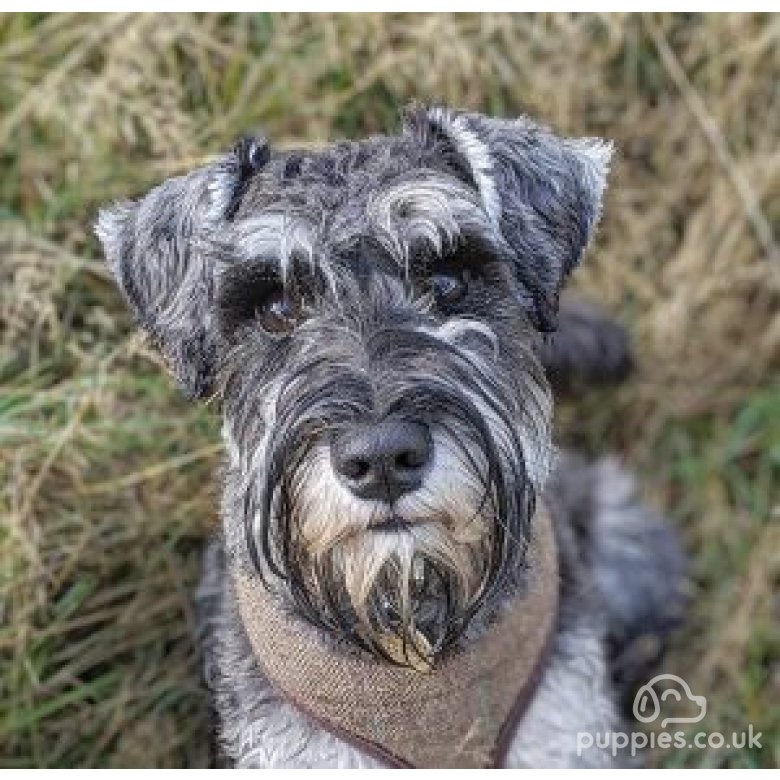 Miniature Schnauzer