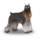 Miniature Schnauzer