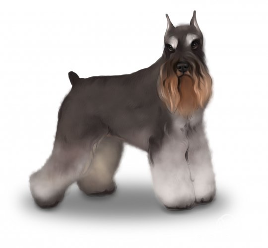 Miniature Schnauzer