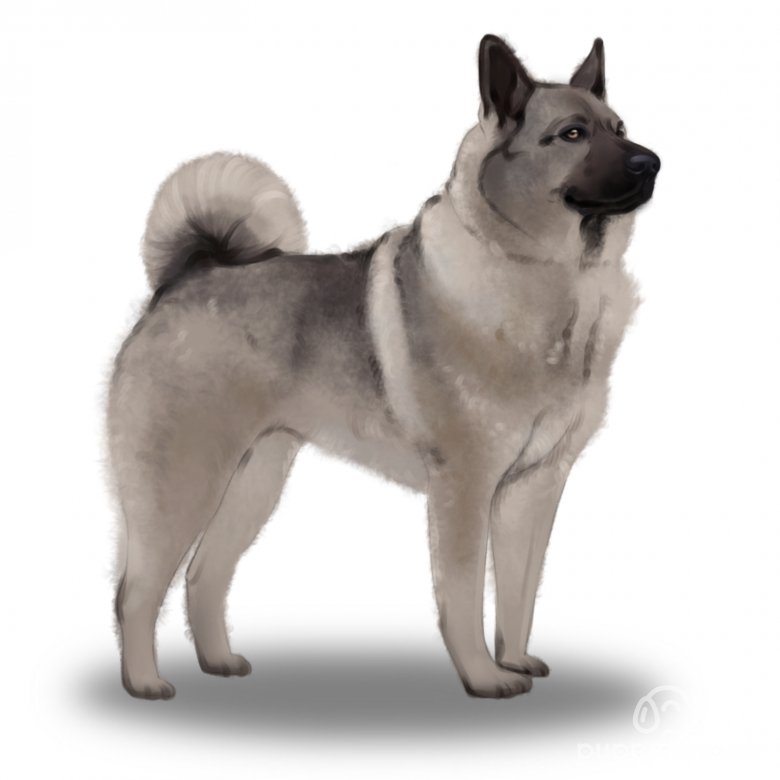 Norwegian Elkhound