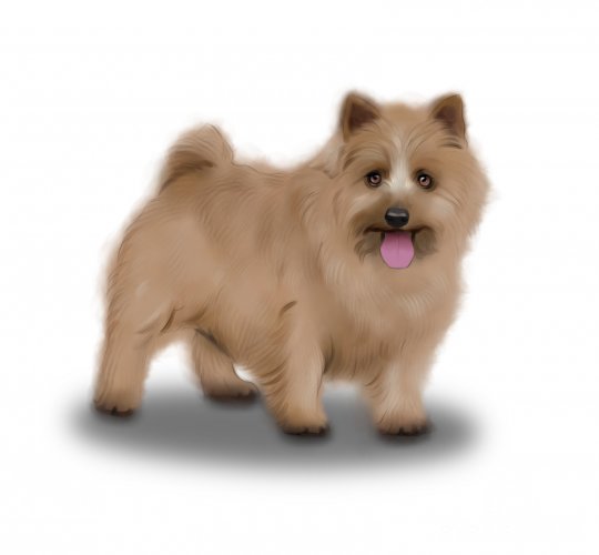 Norwich Terrier