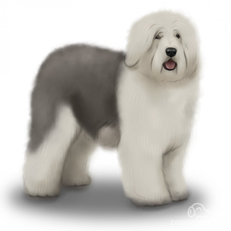 Old English Sheepdog Dogs Breed, Facts, Information and Advice