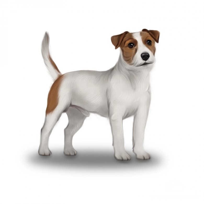 Parson Russell Terrier