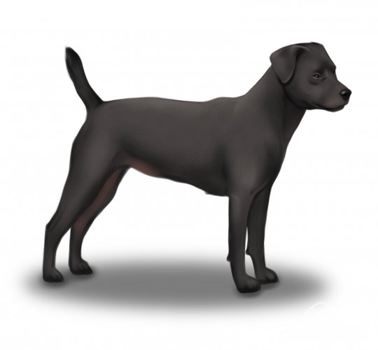 Patterdale Terrier