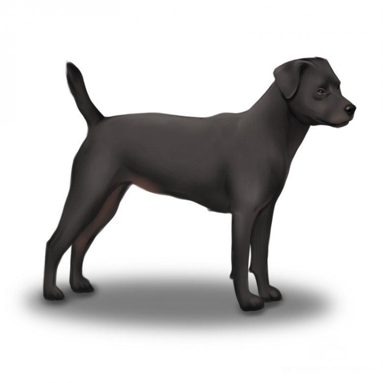 Patterdale Terrier