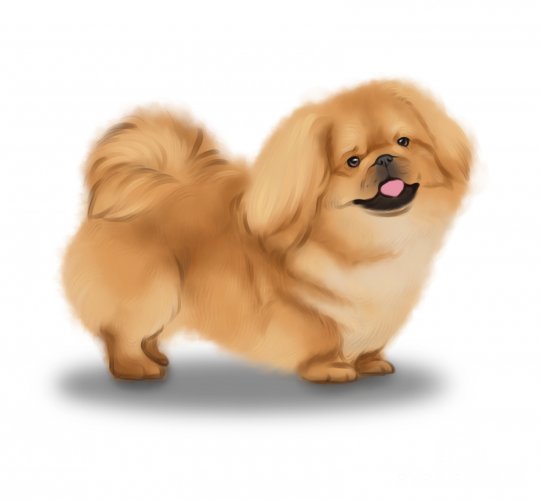 Pekingese