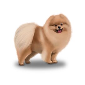 Pomeranian - Bitches