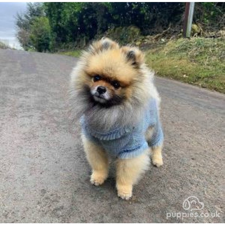 Pomeranian