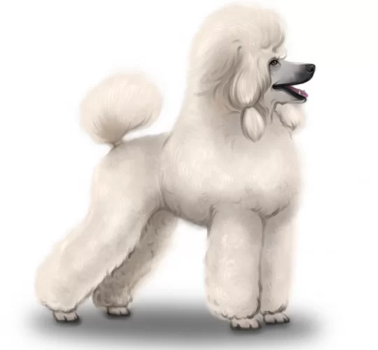 Poodle