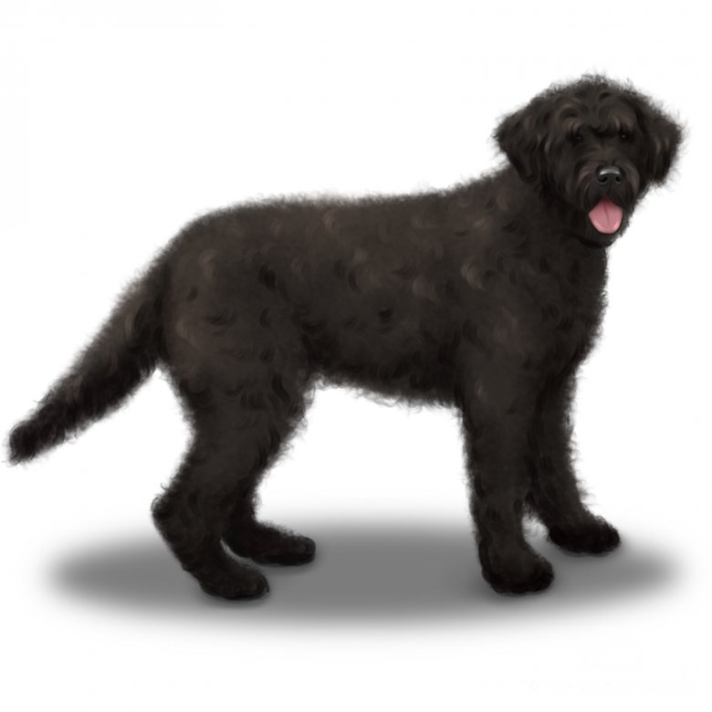 Portuguese Water Dog