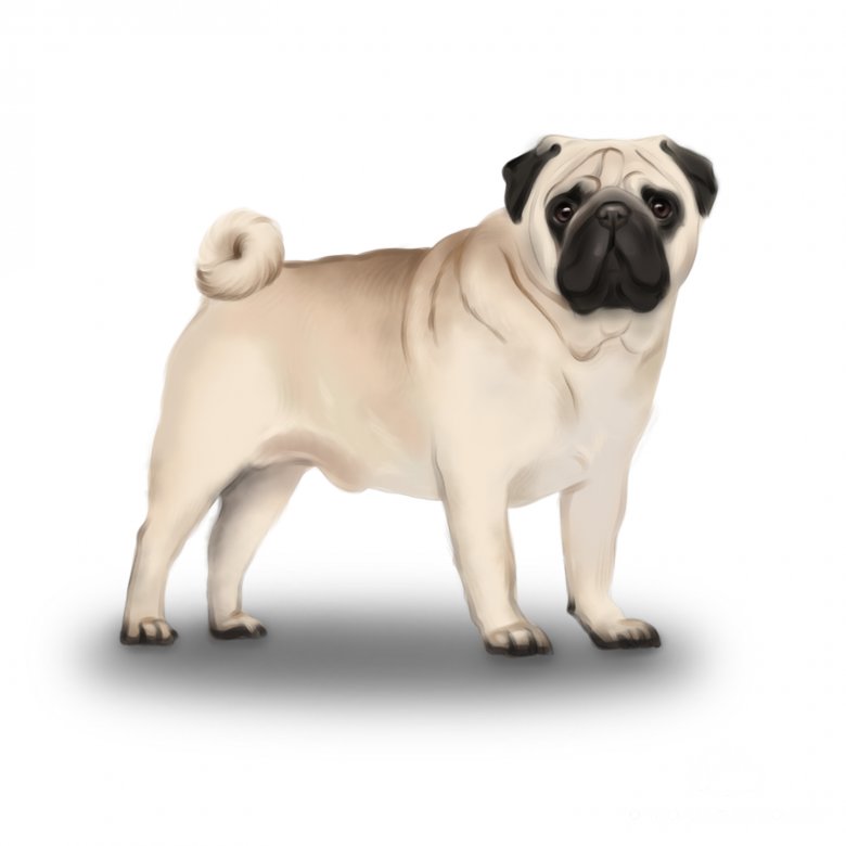 Pug