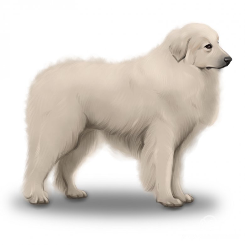 Pyrenean Mountain Dog