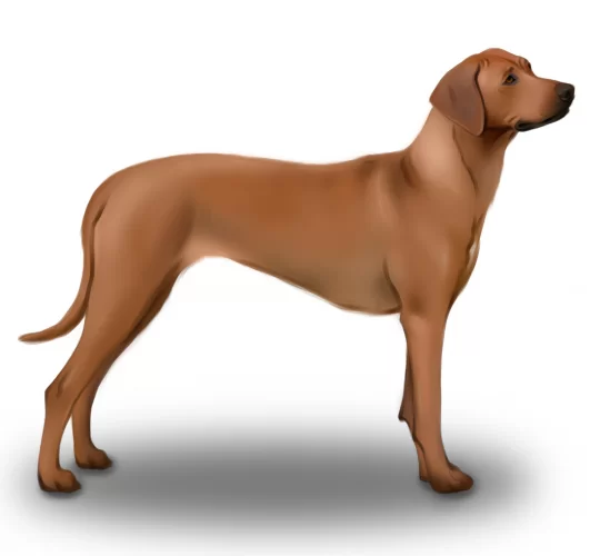 Rhodesian Ridgeback