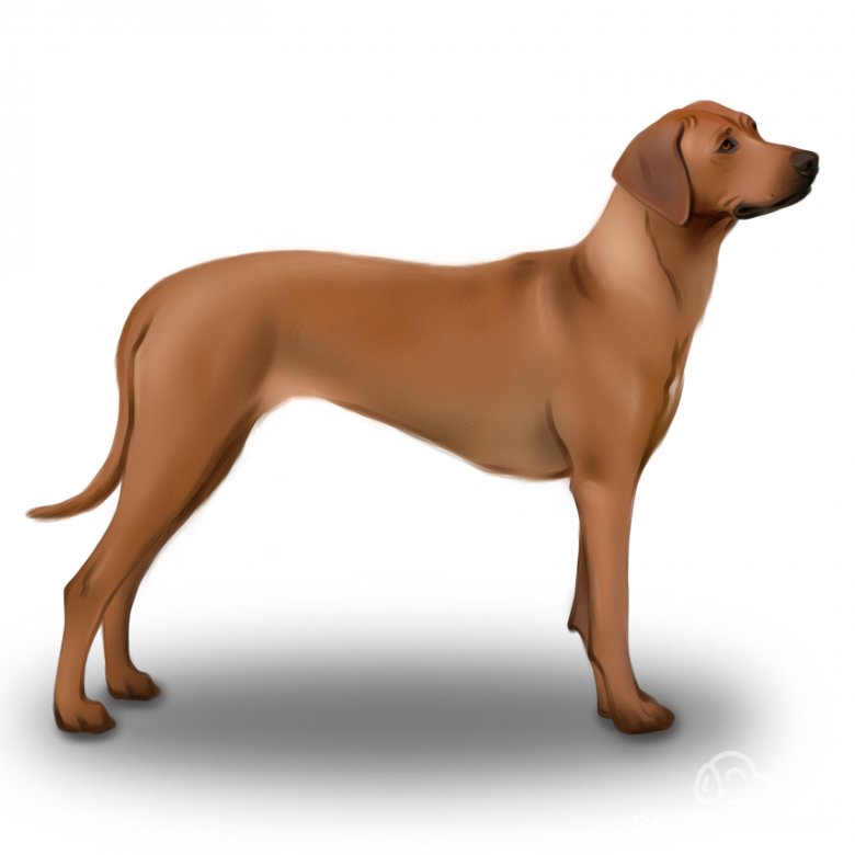 Rhodesian Ridgeback