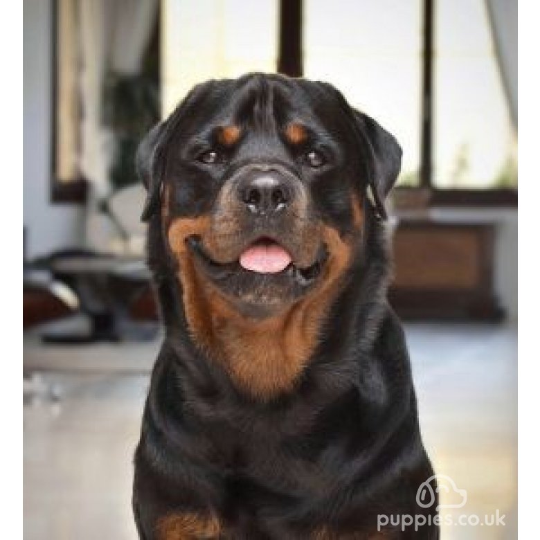 Rottweiler