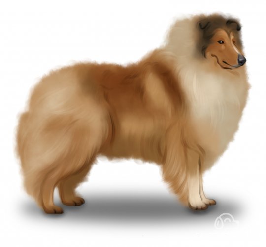 Rough Collie