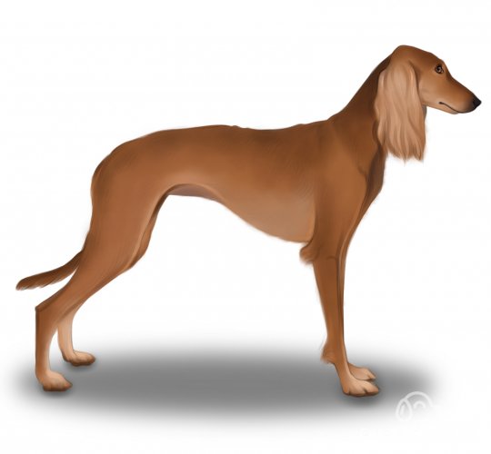 Saluki