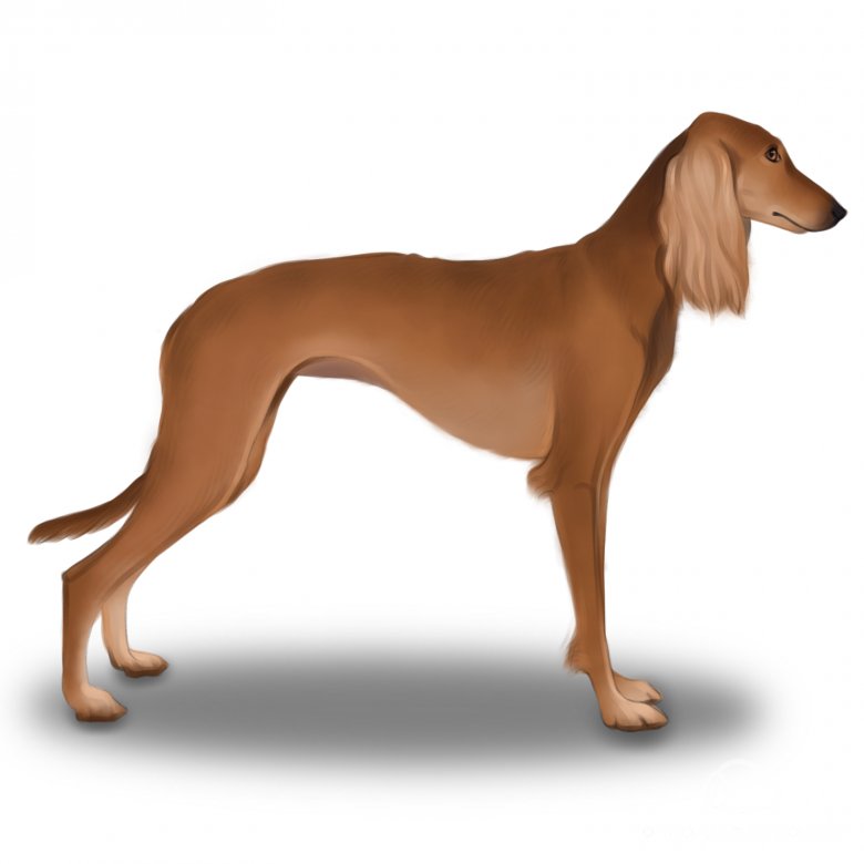 Saluki