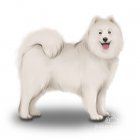 Samoyed