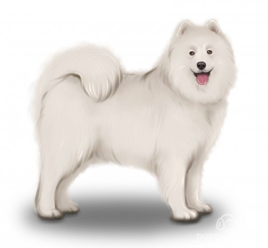 Samoyed