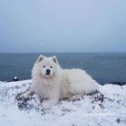 Samoyed