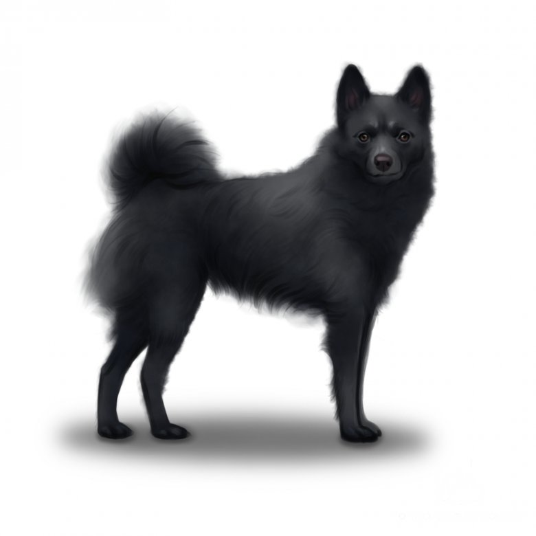 Schipperke