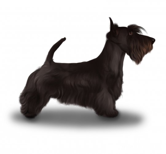 Scottish Terrier