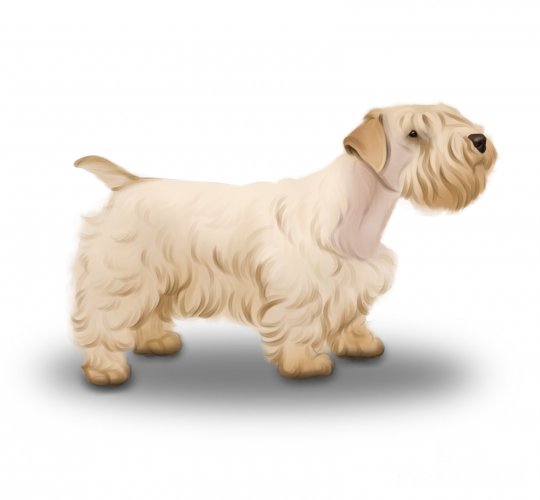 Sealyham Terrier