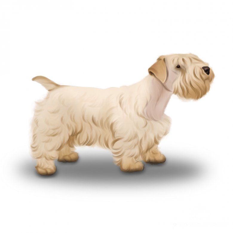 Sealyham Terrier