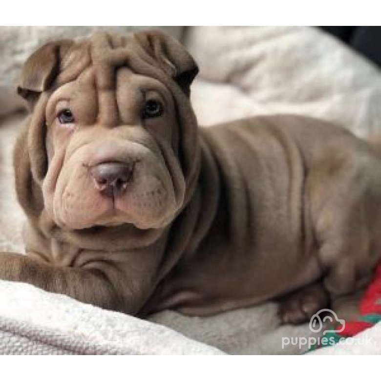 Shar Pei