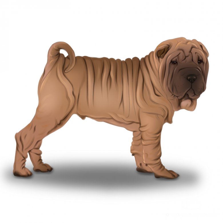 Shar Pei