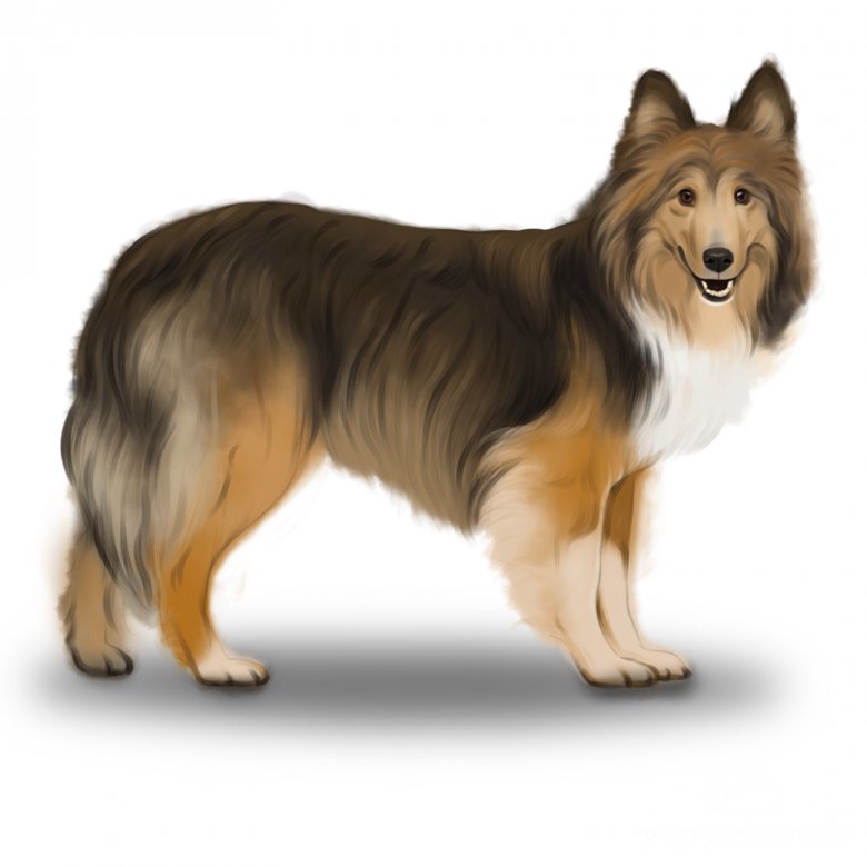 Shetland Sheepdog