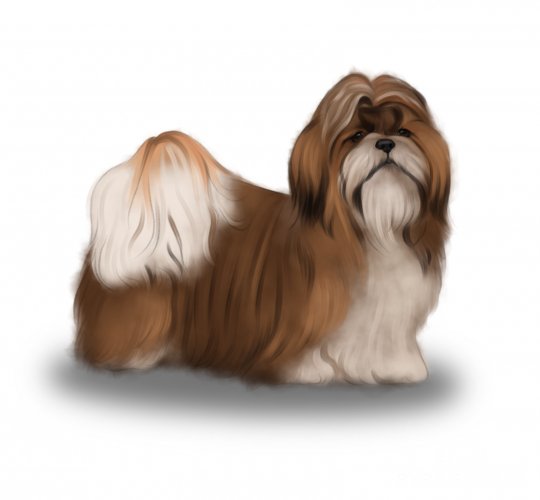 Shih Tzu