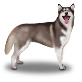 Siberian Husky - Both
