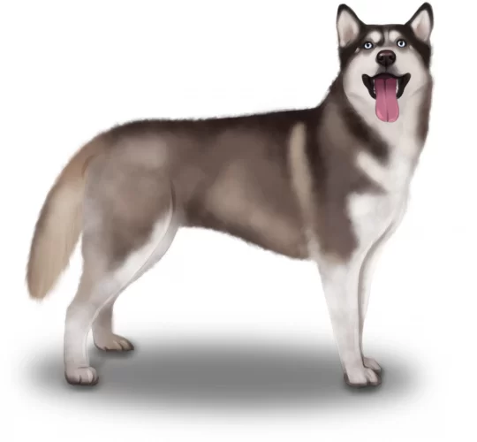 Siberian Husky