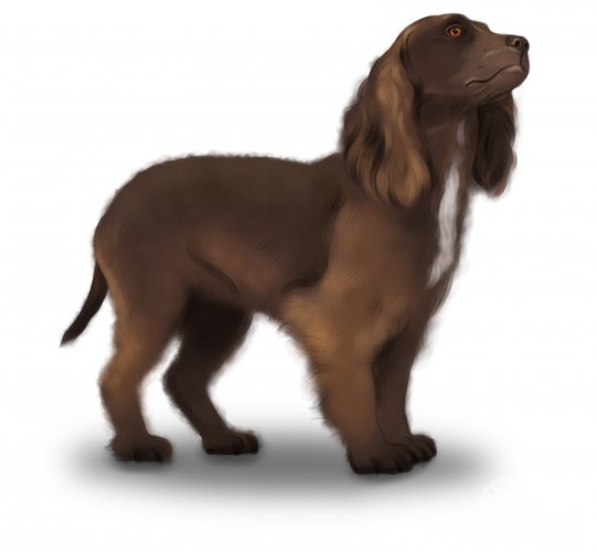 Sprocker Spaniel