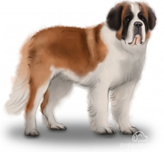 St Bernard