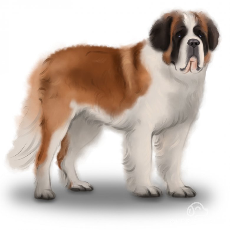 St Bernard