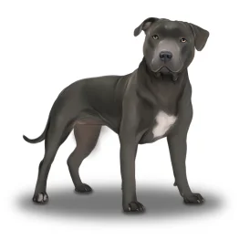 Staffordshire Bull Terrier - Dogs