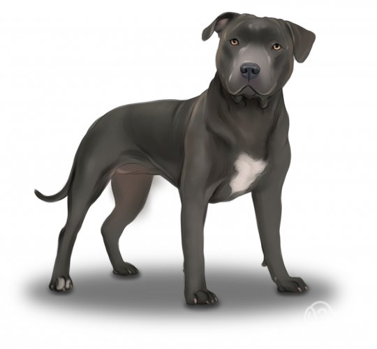 Staffordshire Bull Terrier