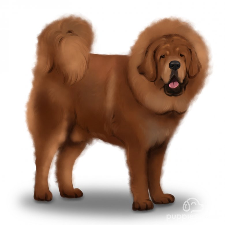 Tibetan Mastiff