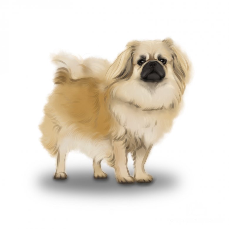 Tibetan Spaniel