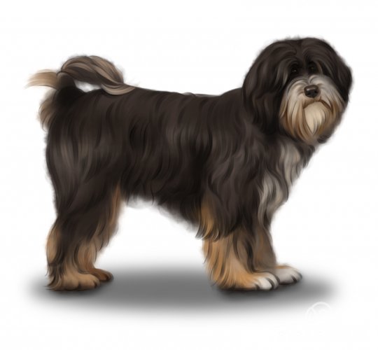 Tibetan Terrier