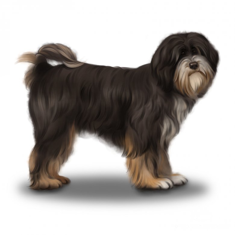 Tibetan Terrier