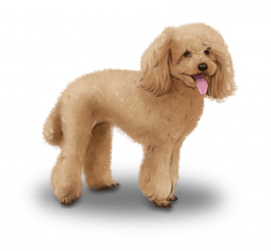 Toy Poodle