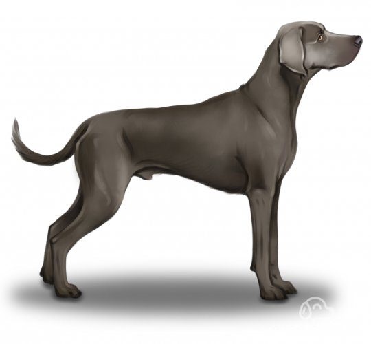 Weimaraner