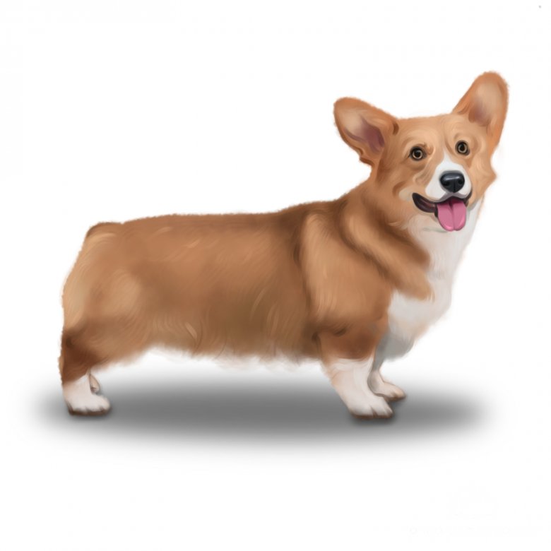 Welsh Corgi