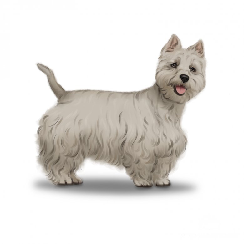 West Highland White Terrier