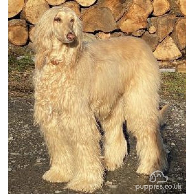 Afghan Hound